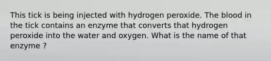 This tick is being injected with hydrogen peroxide. The blood in the tick contains an enzyme that converts that hydrogen peroxide into the water and oxygen. What is the name of that enzyme ?