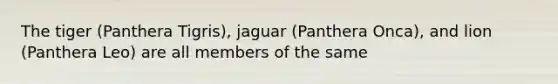 The tiger (Panthera Tigris), jaguar (Panthera Onca), and lion (Panthera Leo) are all members of the same