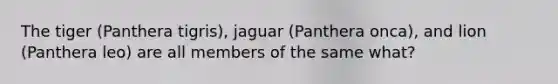 The tiger (Panthera tigris), jaguar (Panthera onca), and lion (Panthera leo) are all members of the same what?