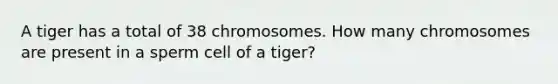 A tiger has a total of 38 chromosomes. How many chromosomes are present in a sperm cell of a tiger?