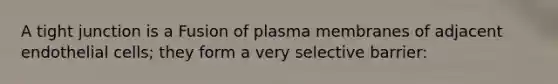 A tight junction is a Fusion of plasma membranes of adjacent endothelial cells; they form a very selective barrier: