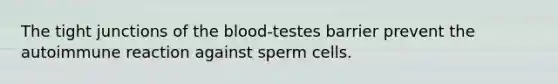 The tight junctions of the blood-testes barrier prevent the autoimmune reaction against sperm cells.