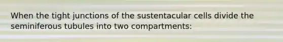 When the tight junctions of the sustentacular cells divide the seminiferous tubules into two compartments: