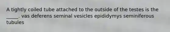 A tightly coiled tube attached to the outside of the testes is the _____. vas deferens seminal vesicles epididymys seminiferous tubules