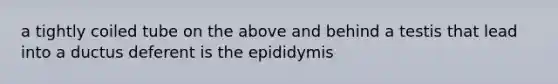 a tightly coiled tube on the above and behind a testis that lead into a ductus deferent is the epididymis