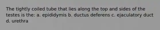 The tightly coiled tube that lies along the top and sides of the testes is the: a. epididymis b. ductus deferens c. ejaculatory duct d. urethra