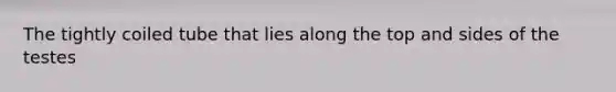 The tightly coiled tube that lies along the top and sides of the testes