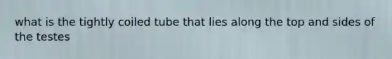what is the tightly coiled tube that lies along the top and sides of the testes