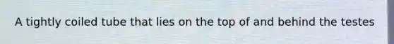 A tightly coiled tube that lies on the top of and behind the testes
