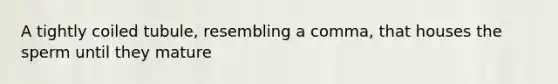 A tightly coiled tubule, resembling a comma, that houses the sperm until they mature