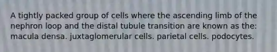 A tightly packed group of cells where the ascending limb of the nephron loop and the distal tubule transition are known as the: macula densa. juxtaglomerular cells. parietal cells. podocytes.