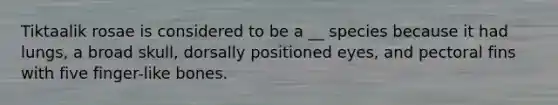 Tiktaalik rosae is considered to be a __ species because it had lungs, a broad skull, dorsally positioned eyes, and pectoral fins with five finger-like bones.
