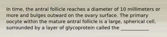 In time, the antral follicle reaches a diameter of 10 millimeters or more and bulges outward on the ovary surface. The primary oocyte within the mature antral follicle is a large, spherical cell, surrounded by a layer of glycoprotein called the ____________