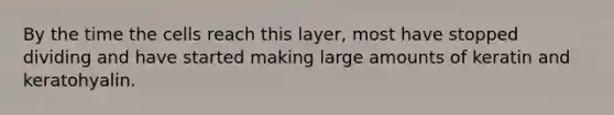By the time the cells reach this layer, most have stopped dividing and have started making large amounts of keratin and keratohyalin.