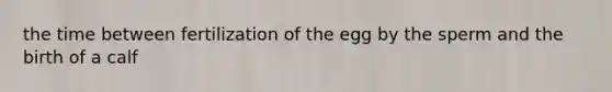 the time between fertilization of the egg by the sperm and the birth of a calf