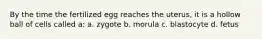 By the time the fertilized egg reaches the uterus, it is a hollow ball of cells called a: a. zygote b. morula c. blastocyte d. fetus