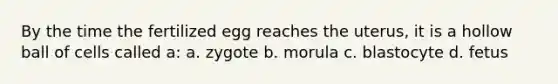 By the time the fertilized egg reaches the uterus, it is a hollow ball of cells called a: a. zygote b. morula c. blastocyte d. fetus