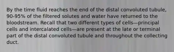 By the time fluid reaches the end of the distal convoluted tubule, 90-95% of the filtered solutes and water have returned to <a href='https://www.questionai.com/knowledge/k7oXMfj7lk-the-blood' class='anchor-knowledge'>the blood</a>stream. Recall that two different types of cells—principal cells and intercalated cells—are present at the late or terminal part of the distal convoluted tubule and throughout the collecting duct.