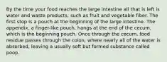 By the time your food reaches the large intestine all that is left is water and waste products, such as fruit and vegetable fiber. The first stop is a pouch at the beginning of the large intestine. The appendix, a finger-like pouch, hangs at the end of the cecum, which is the beginning pouch. Once through the cecum, food residue passes through the colon, where nearly all of the water is absorbed, leaving a usually soft but formed substance called poop.