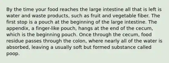 By the time your food reaches the large intestine all that is left is water and waste products, such as fruit and vegetable fiber. The first stop is a pouch at the beginning of the large intestine. The appendix, a finger-like pouch, hangs at the end of the cecum, which is the beginning pouch. Once through the cecum, food residue passes through the colon, where nearly all of the water is absorbed, leaving a usually soft but formed substance called poop.