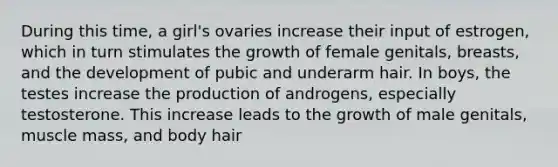 During this time, a girl's ovaries increase their input of estrogen, which in turn stimulates the growth of female genitals, breasts, and the development of pubic and underarm hair. In boys, the testes increase the production of androgens, especially testosterone. This increase leads to the growth of male genitals, muscle mass, and body hair