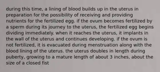 during this time, a lining of blood builds up in the uterus in preparation for the possibility of receiving and providing nutrients for the fertilized egg. if the ovum becomes fertilized by a sperm during its journey to the uterus, the fertilized egg begins dividing immediately. when it reaches the uterus, it implants in the wall of the uterus and continues developing. if the ovum is not fertilized, it is evacuated during menstruation along with the blood lining of the uterus. the uterus doubles in length during puberty, growing to a mature length of about 3 inches, about the size of a closed fist