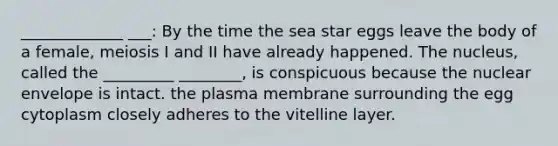 _____________ ___: By the time the sea star eggs leave the body of a female, meiosis I and II have already happened. The nucleus, called the _________ ________, is conspicuous because the nuclear envelope is intact. the plasma membrane surrounding the egg cytoplasm closely adheres to the vitelline layer.