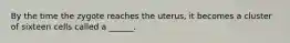 By the time the zygote reaches the uterus, it becomes a cluster of sixteen cells called a ______.