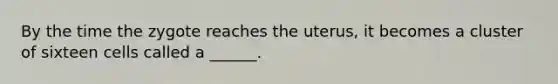 By the time the zygote reaches the uterus, it becomes a cluster of sixteen cells called a ______.