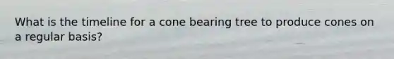 What is the timeline for a cone bearing tree to produce cones on a regular basis?