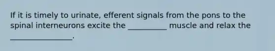 If it is timely to urinate, efferent signals from the pons to the spinal interneurons excite the __________ muscle and relax the ________________.