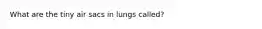 What are the tiny air sacs in lungs called?