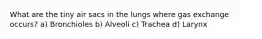 What are the tiny air sacs in the lungs where gas exchange occurs? a) Bronchioles b) Alveoli c) Trachea d) Larynx