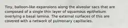 Tiny, balloon-like expansions along the alveolar sacs that are composed of a single thin layer of squamous epithelium overlying a basal lamina. The external surfaces of this are covered with a network of pulmonary capillaries.