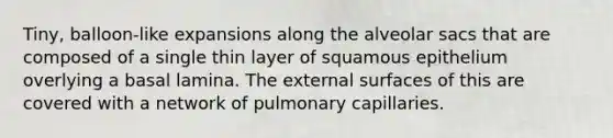 Tiny, balloon-like expansions along the alveolar sacs that are composed of a single thin layer of squamous epithelium overlying a basal lamina. The external surfaces of this are covered with a network of pulmonary capillaries.