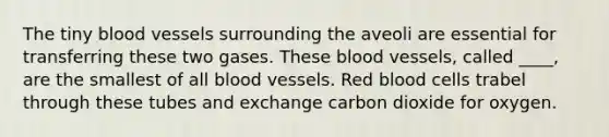 The tiny <a href='https://www.questionai.com/knowledge/kZJ3mNKN7P-blood-vessels' class='anchor-knowledge'>blood vessels</a> surrounding the aveoli are essential for transferring these two gases. These blood vessels, called ____, are the smallest of all blood vessels. Red blood cells trabel through these tubes and exchange carbon dioxide for oxygen.