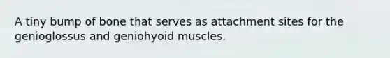 A tiny bump of bone that serves as attachment sites for the genioglossus and geniohyoid muscles.