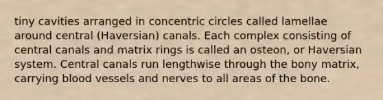 tiny cavities arranged in concentric circles called lamellae around central (Haversian) canals. Each complex consisting of central canals and matrix rings is called an osteon, or Haversian system. Central canals run lengthwise through the bony matrix, carrying blood vessels and nerves to all areas of the bone.