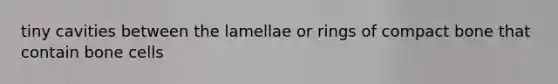 tiny cavities between the lamellae or rings of compact bone that contain bone cells