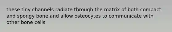 these tiny channels radiate through the matrix of both compact and spongy bone and allow osteocytes to communicate with other bone cells