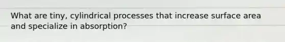 What are tiny, cylindrical processes that increase surface area and specialize in absorption?