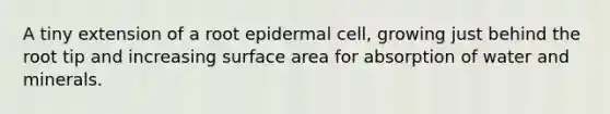 A tiny extension of a root epidermal cell, growing just behind the root tip and increasing surface area for absorption of water and minerals.