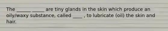 The ______ _____ are tiny glands in the skin which produce an oily/waxy substance, called ____ , to lubricate (oil) the skin and hair.