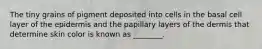 The tiny grains of pigment deposited into cells in the basal cell layer of the epidermis and the papillary layers of the dermis that determine skin color is known as ________.