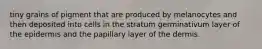 tiny grains of pigment that are produced by melanocytes and then deposited into cells in the stratum germinativum layer of the epidermis and the papillary layer of the dermis.