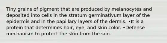 Tiny grains of pigment that are produced by melanocytes and deposited into cells in the stratum germinativum layer of the epidermis and in the papillary layers of the dermis. •It is a protein that determines hair, eye, and skin color. •Defense mechanism to protect the skin from the sun.