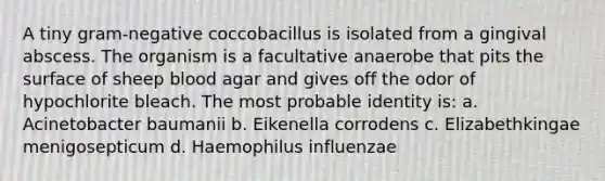 A tiny gram-negative coccobacillus is isolated from a gingival abscess. The organism is a facultative anaerobe that pits the surface of sheep blood agar and gives off the odor of hypochlorite bleach. The most probable identity is: a. Acinetobacter baumanii b. Eikenella corrodens c. Elizabethkingae menigosepticum d. Haemophilus influenzae