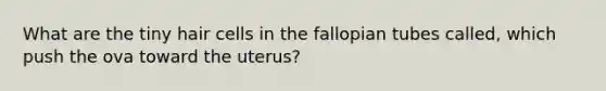 What are the tiny hair cells in the fallopian tubes called, which push the ova toward the uterus?