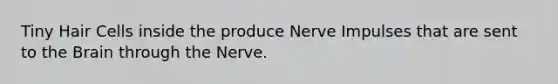 Tiny Hair Cells inside the produce Nerve Impulses that are sent to the Brain through the Nerve.