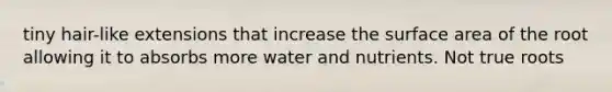 tiny hair-like extensions that increase the surface area of the root allowing it to absorbs more water and nutrients. Not true roots